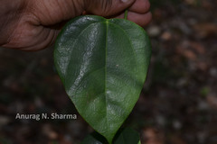 Erythropalum scandens